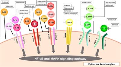 “Input/output cytokines” in epidermal keratinocytes and the involvement in inflammatory skin diseases